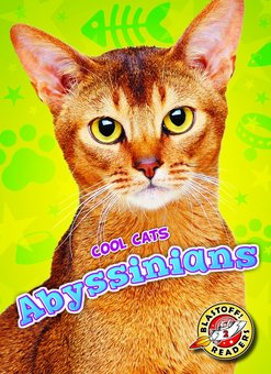 Abyssinians