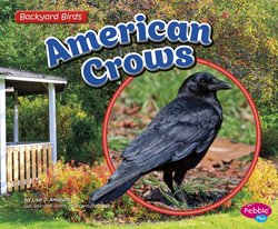 American Crows