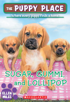 Sugar, Gummi and Lollipop