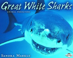 Great White Sharks