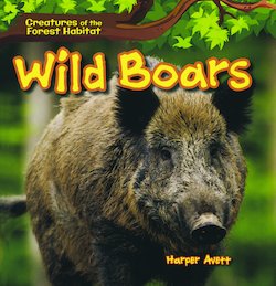 Wild Boars