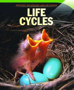 Life Cycles