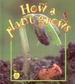 How a Plant Grows