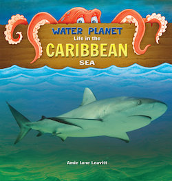 Life in the Caribbean Sea