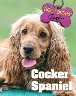 Cocker Spaniel