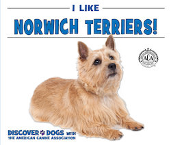 I Like Norwich Terriers!