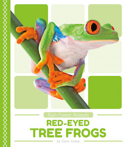 Red-Eyed Tree Frogs