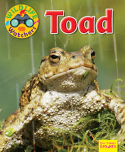 Toad