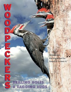 Woodpeckers: Drilling Holes & Bagging Bugs