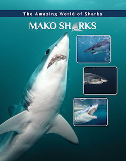 Mako Sharks