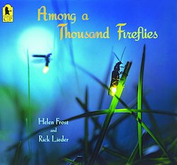 Among a Thousand Fireflies