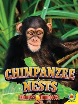 Chimpanzee Nests