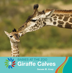 Giraffe Calves