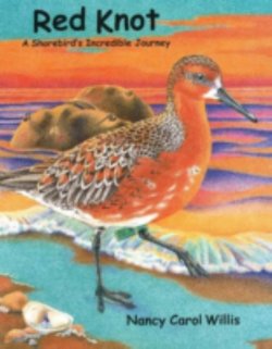 Red Knot: A Shorebird's Incredible Journey