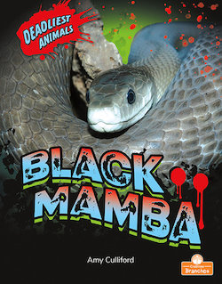 Black Mamba