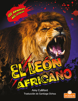 El leon africano (African Lion)