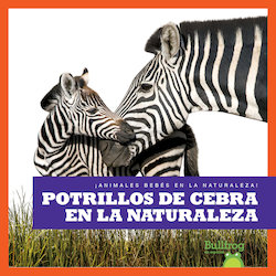 Potrillos de cebra en la naturaleza (Zebra Foals in the Wild)