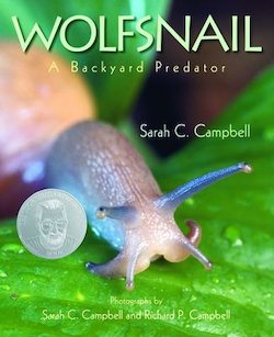 Wolfsnail: A Backyard Predator