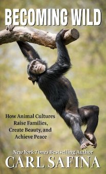 Becoming Wild: How Animal Cultures Raise Families, Create Beauty, and Achieve Peace