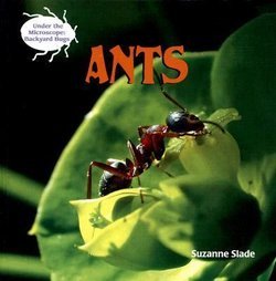 Ants