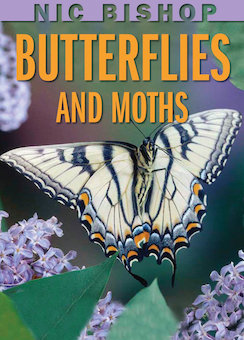 Butterflies and Moths