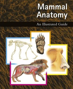 Mammal Anatomy: An Illustrated Guide