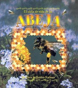 El Ciclo de Vida de la Abeja (Life Cycle Of A Honeybee)