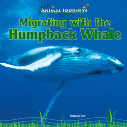 Migrating with the Humpback Whale