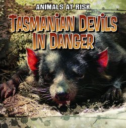 Tasmanian Devils in Danger