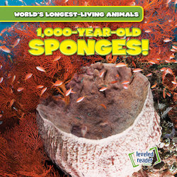 1,000-Year-Old Sponges!