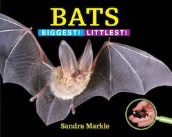 Bats: Biggest! Littlest!