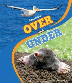 Animals over and Under