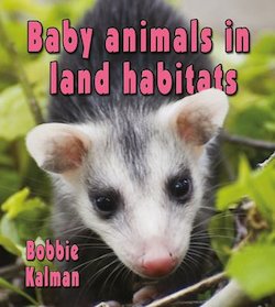 Baby Animals in Land Habitats