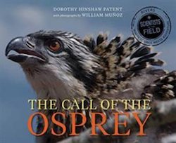 The Call of the Osprey