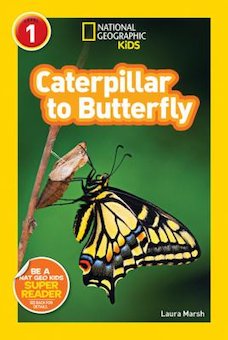 Caterpillar to Butterfly