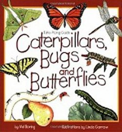 Caterpillars, Bugs, and Butterflies