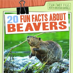 20 Fun Facts About Beavers