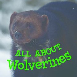 All About Wolverines (English)