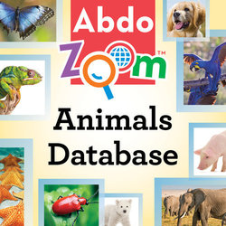 Abdo Zoom: Animals -- Free Trial