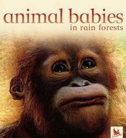 Animal Babies in Forests