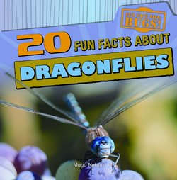 20 Fun Facts About Dragonflies