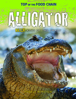 Alligator: Killer King of the Swamp