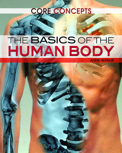 The Basics of the Human Body