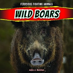 Wild Boars