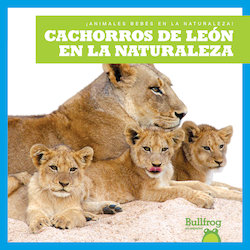 Cachorros de león en la naturaleza (Lion Cubs in the Wild)