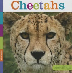 Cheetahs